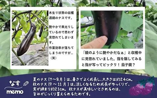 ナス 黒光りする太くて長い！20本　【80P3207】
