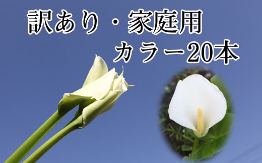 【訳あり・家庭用】カラー（生花）20本 ／ 花結かやはし 家庭用 カラー 雫石町産