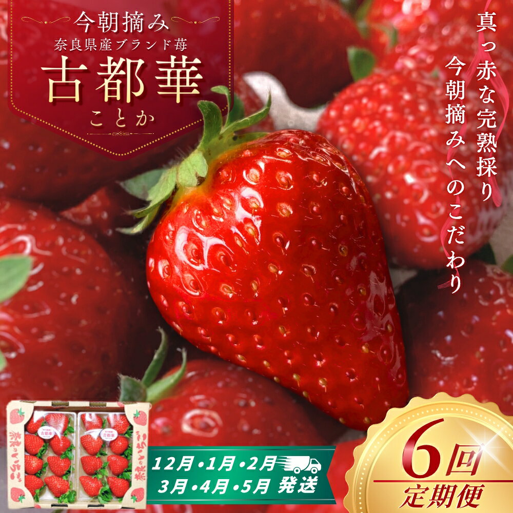 【ふるさと納税】［先行予約］【 いちご12月から計6回定期便 】 ◆古都華　約300g×2パック×6回 ◆ 【今朝摘みの丸笑いちご園】 ／ フルーツ いちご 苺 イチゴ 果物 くだもの 新鮮 完熟 朝採り 高級 希少品種 甘い 奈良県 葛城市