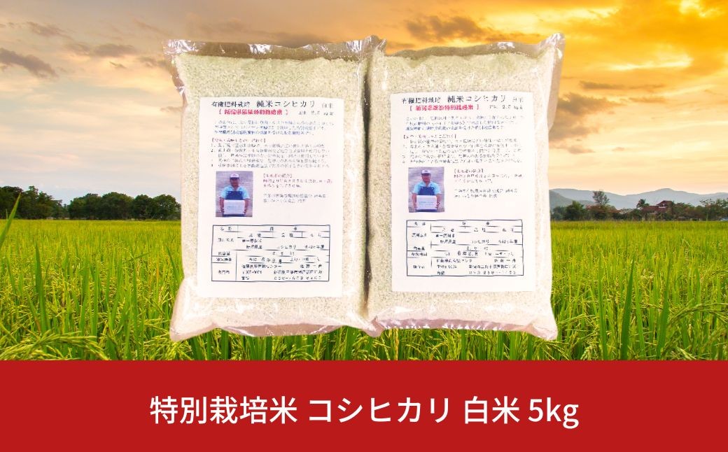 
            【先行予約】特別栽培米 コシヒカリ 白米 5kg 新潟県産 令和7年産 [佐藤農産有機センター]【010S444】
          