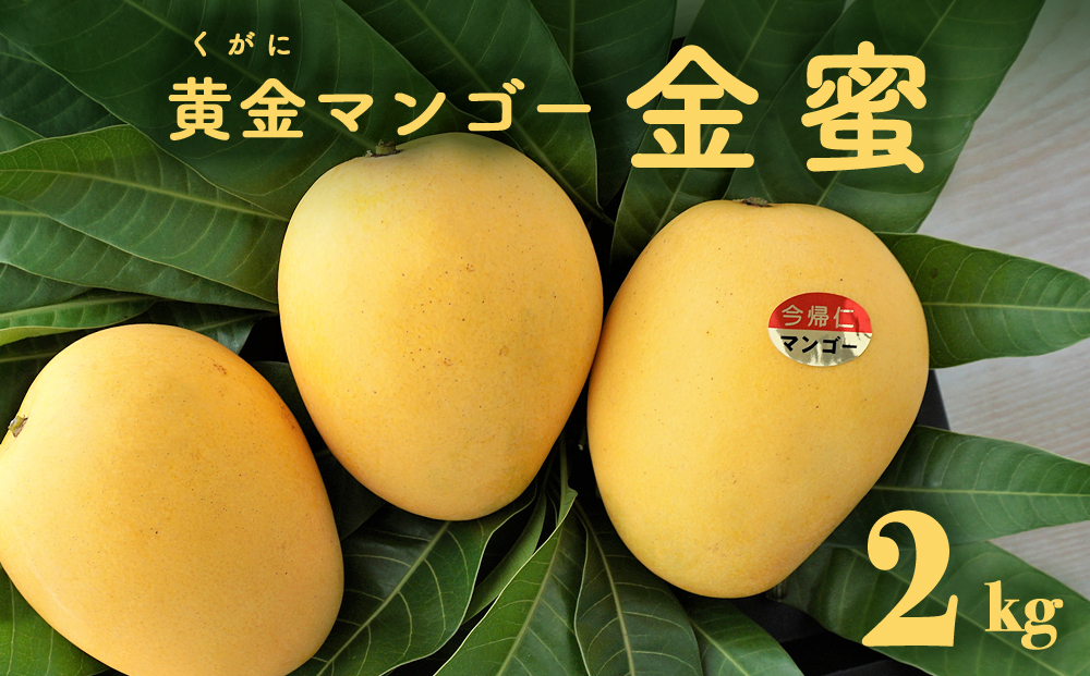 黄金(くがに)マンゴー「金蜜」(2kg以上) 【2025年７月中旬～８月中旬頃配送】 生産者直送