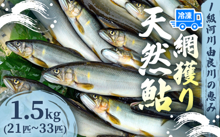 天然鮎 網獲り 冷凍 約1.5kg（約21匹～33匹）【 あゆ 鮎 アユ 天然鮎 冷凍鮎 鮎 】