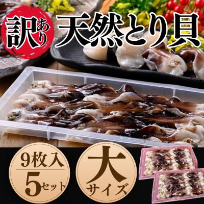 ふるさと納税 南知多町 純国産【見た目訳あり】 トリ貝 刺身 (大9枚入り) 5セット 貝専門店 岬だより