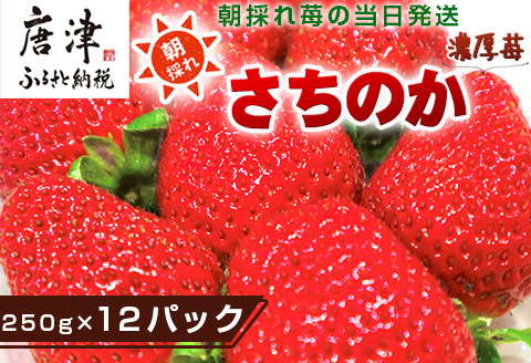 『先行予約』【令和9年1月より順次発送】濃厚苺 さちのか 250g×12パック(合計3kg) 濃厚いちご 苺 イチゴ 果物 フルーツ ビタミン