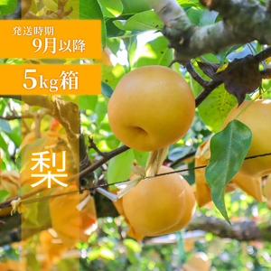 【先行予約】 フルーツ定期便 3回 ぶどう あまおう 梨  FRTT