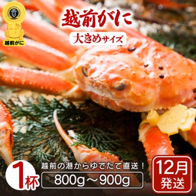 地元鮮魚店厳選 ≪浜茹で≫ 越前がに 大きめサイズ 1杯【12月発送分】【配送不可地域：離島】【1448060】