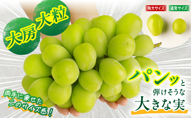 【先行受付】訳あり 特大シャインマスカット1房 約750g マスカット ぶどう ブドウ 葡萄 訳あり 果物 フルーツ 人気 香川 香川県 三木町 特大 大房 大粒 厳選 種なし 皮ごと食べられる ジュ