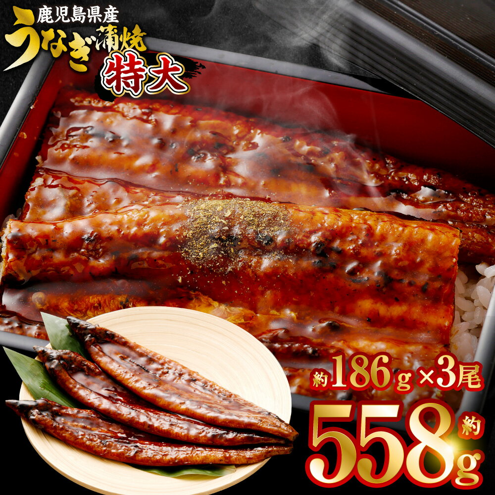 【ふるさと納税】【数量限定！配送月が選べる！】鹿児島県産 特大サイズうなぎ蒲焼3尾 合計558g以上 鰻蒲焼うなぎウナギ鹿児島県 薩摩川内市 送料無料
