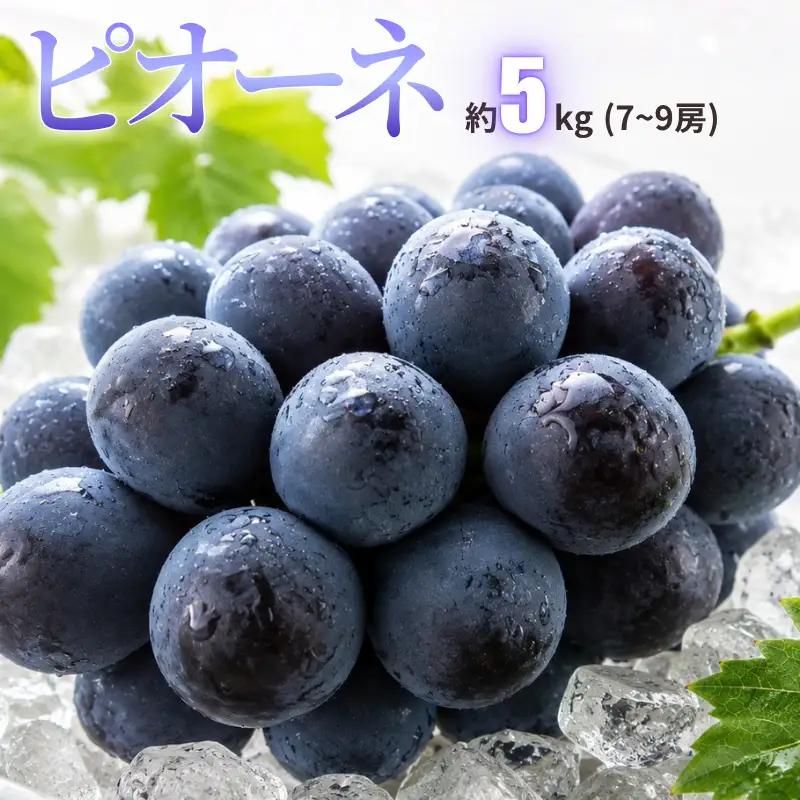 新見の特選ピオーネ 約5kg 7～9房 【先行予約 9月中旬～10月上旬発送】