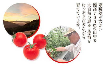 【先行予約】武田さんのミニトマト 3kg 200g × 15パック 武田賢一《2025年7月中旬‐8月末出荷》徳島県 美馬市 ミニトマト 送料無料 野菜 とまと トマト 青果物