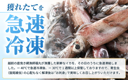 【ふるさと納税】【急速冷凍】【訳あり】生いか 天然ケンサキイカ サイズ無選別 1kg（500g × 2袋）定置網漁 皮むけ・サイズ不揃い【剣先いか 生イカ いか 白イカ いかめし いか焼き 姿焼き げ