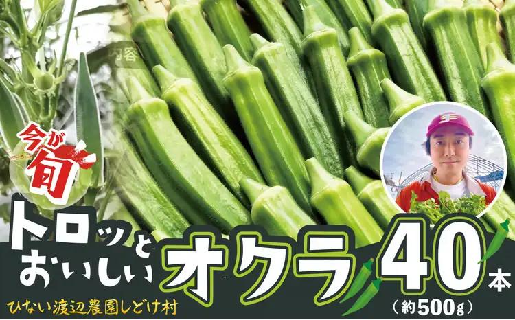 トロッとおいしいオクラ＜40本、約500g＞　40P3223【ひない渡辺農園しどけ村】