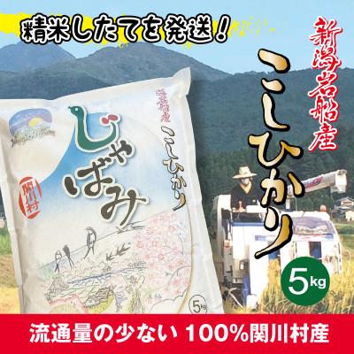 ふるさと納税 関川村 ふっくら食感!R7年産 関川村産コシヒカリ5kg(5kg×1) 丁寧に育てた精米 [山口ファーム]