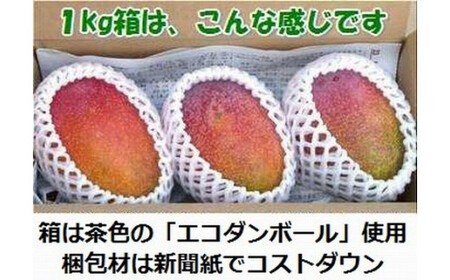 【予約受付】石垣島産 《訳あり・ご自宅用マンゴー》 約1kg エコ箱入り（2～4個入り）2025年6月中旬～順次発送 SI-29-2