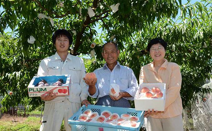 桃 瀬戸の天使 しずる桃 5～9玉 3kg 旬の桃 もも モモ ピーチ 