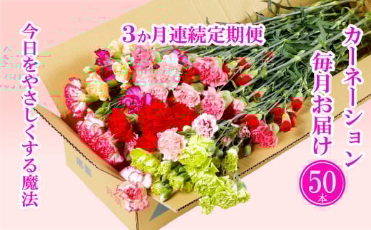 G501p 【毎月定期便(全3回)】カーネーション産地直送 生花 切花50本  