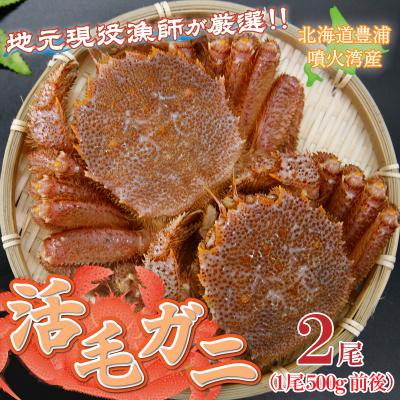 ふるさと納税 豊浦町 【令和8年度発送先行受付】活毛ガニ 2尾 (1尾500g前後) 毛ガニ 冷蔵 TYUR034