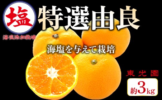 海塩を与えて栽培した 特撰 !! 由良みかん 予約受付 10月下旬 順次発送 みかん 由良 計 3kg 傷み補償分 200g含 蜜柑 柑橘 オレンジ 果物 フルーツ 沼津市 静岡県  ( 数量限定 みかん 果物 みかん フルーツ みかん 柑橘 みかん 国産 )
