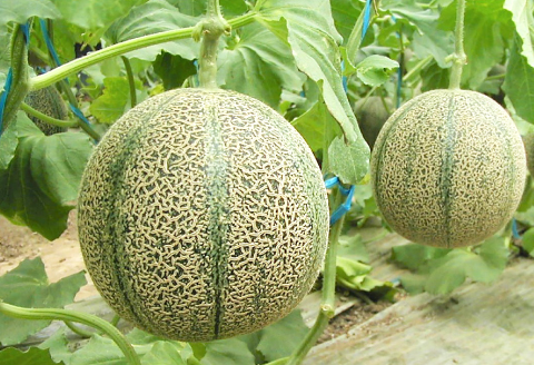 A-1151 糖度14度以上のアムスメロン　高級赤秀品　2玉