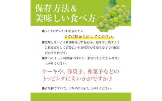 【先行予約】山梨県産シャインマスカット　2kg箱 【2025年9月中旬から発送】 ないとうぶどうファーム[5839-1222]