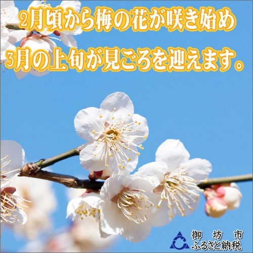 【0913-4】【家庭用】紀州南高梅　はちみつ梅　1.2ｋｇ