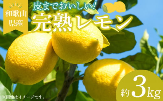 EA6011n_和歌山県産 完熟 レモン 3kg 皮まで使用可能（栽培期間中農薬不使用）