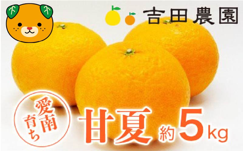 数量限定 先行予約 甘夏 5kg 7000円 みかん あまなつ 夏みかん グレープフルーツ だいだい 産地直送 国産 農家直送 糖度 果樹園 期間限定 特産品 ゼリー マーマレード ピール ジュース デザート 人気 甘い おいしい フルーツ 果物 柑橘 蜜柑 愛南町 愛媛県 吉田農園
