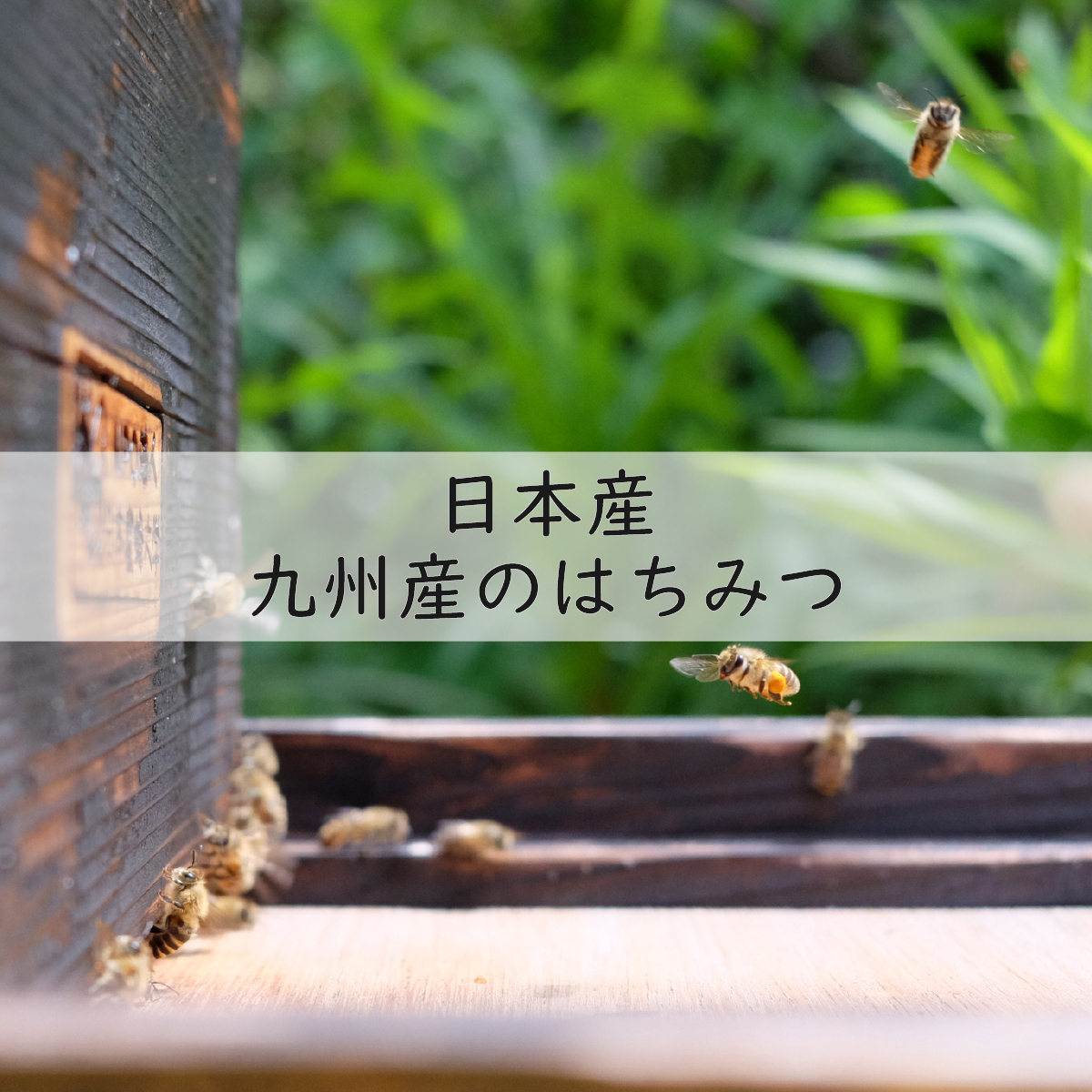 梅干し 無添加 訳あり はちみつ梅干1kg（500g×2） 紀州梅香 ｜ 和歌山 みなべ町 梅干し ウメ 梅 梅干 南高梅 減塩