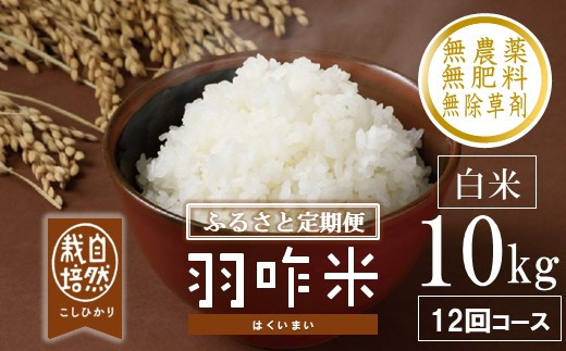 新米予約 先行予約 定期便 新米 数量限定 令和8年産 新米 10kg × 12回 計 120kg 白米 コシヒカリ 羽咋米 自然栽培米 精米 農薬不使用 羽咋 米 能登 こしひかり こだわり 石川県産 こめ コメ お米 2026年産 おこめ R8 ご飯 ごはん 送料無料 数量 限定 ギフト 新米 予約 ふるさと納税 能登 石川 羽咋 はくい