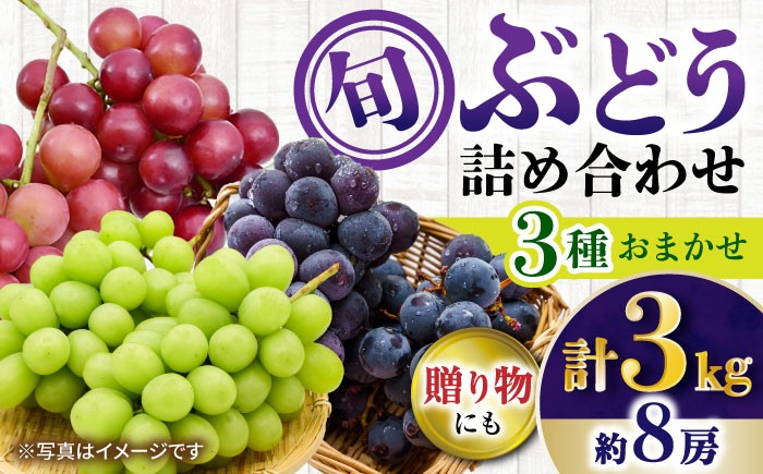 
            【先行受付】8月下旬より順次発送 旬のブドウ　3種詰め合わせ　約3kg　箱入り / ぶどう シャインマスカット しゃいんますかっと  フルーツ ふるーつ 果物 / 大村市 / 大又農園 [ACZO004]
          