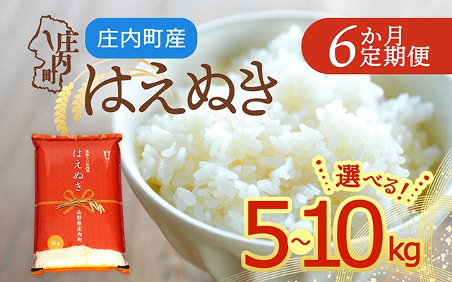 
                  【定期便】【令和7年産/8年産】はえぬき 5kg～10kg×6ヶ月 毎月お届け 山形県庄内町産 余目産 庄内米 ブランド米 米 コシヒカリの原点、亀の尾発祥の地 お米の定期便 甘み 粘り バランスの良い ごはん お弁当 家庭用【毎月中旬発送】
                