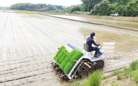 【定期便】令和7年産 市左衛門農場コシヒカリ5kg×3回 こしひかり