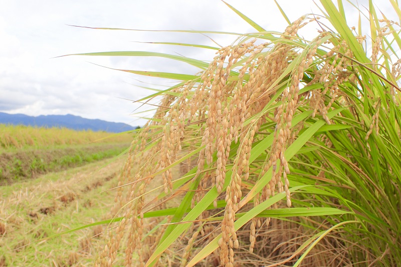 わたなべ農園のきぬむすめ　5kg