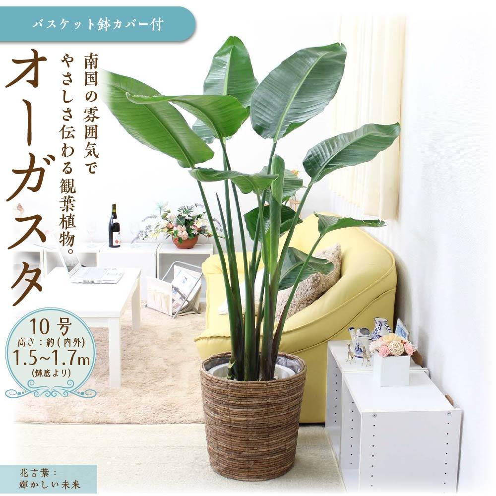 【ふるさと納税】《先行予約》【観葉植物】オーガスタ 10号 ブラウンバスケット鉢カバー | 楽天ふるさと 納税 観葉植物 植物 グリーン 緑 インテリア 室内 リラックス マイナスイオン 自然 おしゃれ オシャレ 癒し プレゼント ギフト 鉢付 筑前町 送料無料