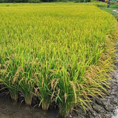 ふるさと納税 高石市 【数量限定】ひのひかり玄米30kg |  | 01