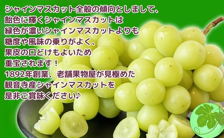 【2026年８月中旬より順次発送】極撰 シャインマスカット　約2kg（3～5房） 果物 ぶどう フルーツ デザート 食後 国産 日本産 産地直送 ジューシー 種なし 観音寺産 