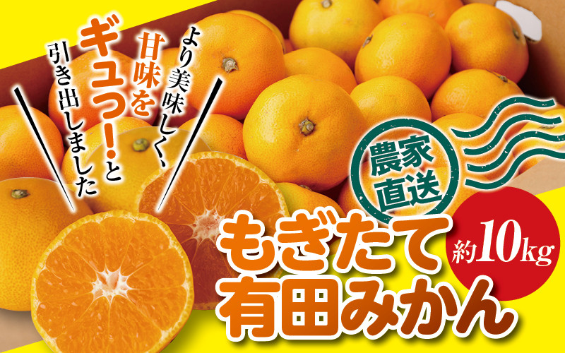 
＼ もぎたて新鮮！／ 有田みかん 約10kg（箱込み） 生産者直送 先行予約 【ご家庭用（訳あり品ではありません）】【11月上旬～1月上旬に発送（日付指定不可）】 サイズ混合 みかん ミカン 和歌山 柑橘 フルーツ 産地直送 農家直送
