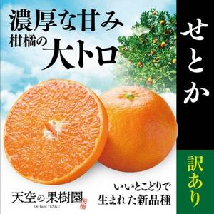 天空の果樹園から届く そらせとか (5kg)【訳あり】【D95-8】【1668516】