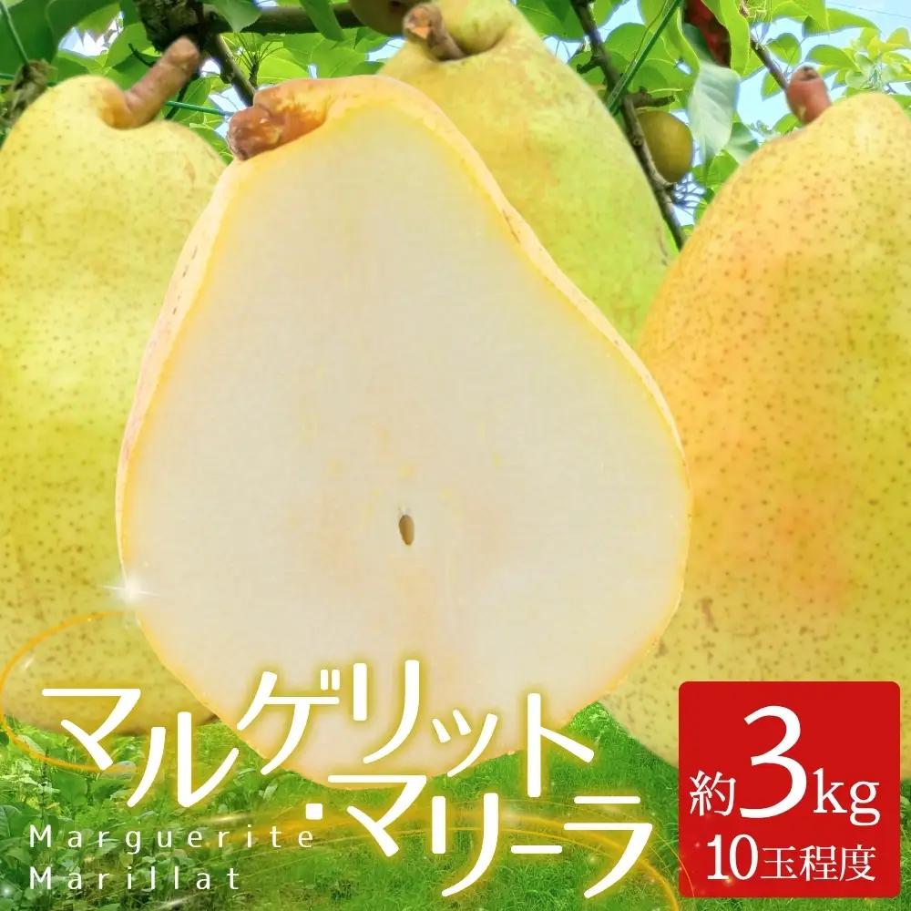 洋梨 マルゲリット・マリーラ 3kg （10玉程度）｜なし ナシ 洋ナシ 洋なし 北浦 美里 マルゲリットマリーラ 自家用 贈答 【okjn005】