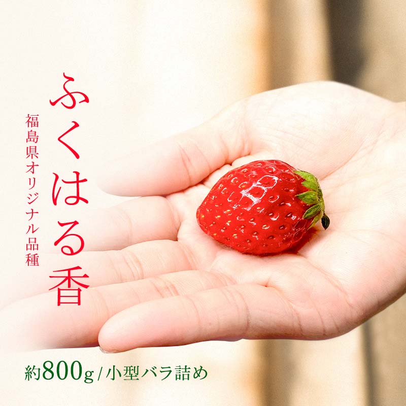 【先行予約】香りが強い！福島県オリジナル品種「ふくはる香」小粒 バラ詰め 約800g  いちご イチゴ 苺 福島県 鏡石町 鏡石農遊園 F6Q-078