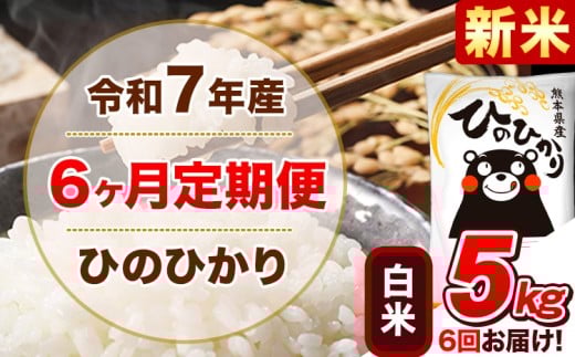 新米 令和7年産 【6ヵ月定期便】 白米 ひのひかり 定期便 5kg 5kg×1袋《お申込み翌月から出荷開始》 熊本県産 精米 ひの 米 こめ ヒノヒカリ コメ お米