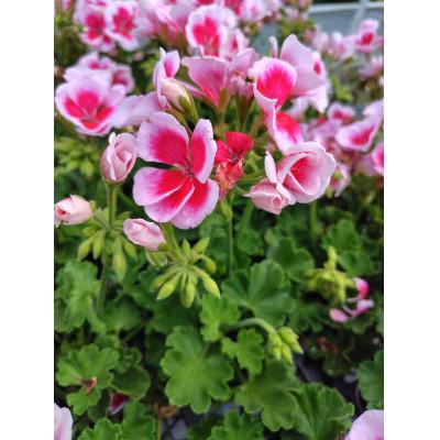 ふるさと納税 美作市 カーネーションを使った寄せ植えブリキ鉢 |  | 02