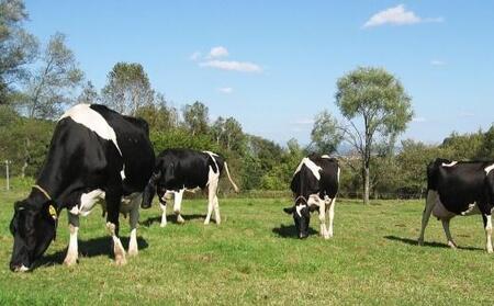 【2026年1月から発送】【広めよう！アニマルウェルフェア】低温殺菌牛乳1年定期便｜牛乳 _00251