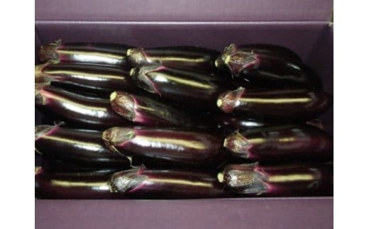 
                  幸田町産「とげなし美茄子」 5kg | なす ナス 茄子 野菜 ※11月～6月下旬頃に順次発送予定
                