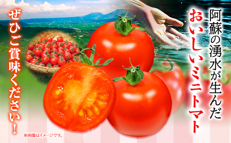 ぷりうまミニトマト 1.2kg (200g × 6袋) 破損保証約100g含む トマト ミニトマト 野菜 GTOファーム 熊本県 南阿蘇村《2026年7月上旬-10月末頃出荷》