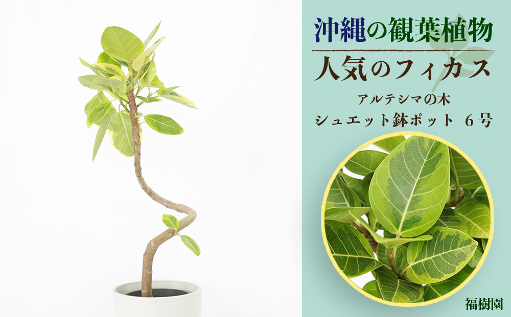 
沖縄の観葉植物 人気のフィカス アルテシマ6号 シュエット鉢ポット
