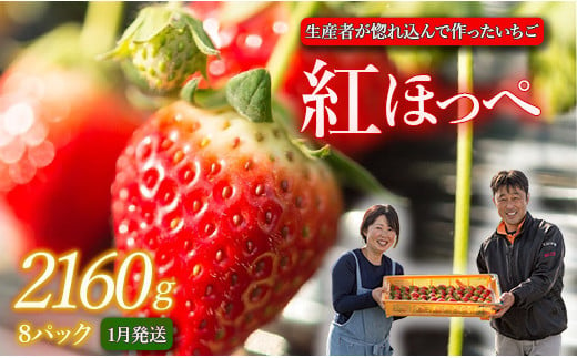 生産者が惚れ込んで作るいちご【1月発送】いちご 2160g 270g×8 イチゴ 苺 ストロベリー 紅ほっぺ べにほっぺ 送料無料 取り寄せ おすすめ 人気 プレゼント ギフト 国産 内容量 予約受付 選べる 贈答 お好み 定期 美味しい 果物 茨城 2025年分 予約受付 鉾田 村田農園 紅ほっぺの村田