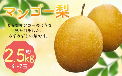 【2026年10月下旬より12月下旬迄順次発送予定】 王秋梨 （ マンゴー梨 ） 約2.5kg （ 4-7玉 ） 梨 フルーツ