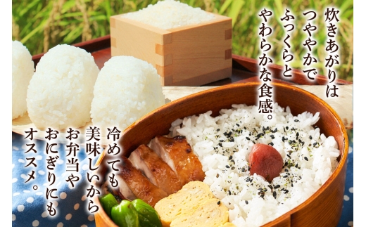 《令和8年産 新米》《定期便9ヶ月》米 あきたこまち 10kg（5kg×2袋）【白米】秋田県産 [新米 米 コメ 白米 あきたこまち おいしい 美味しい 安全 自然の恵み]