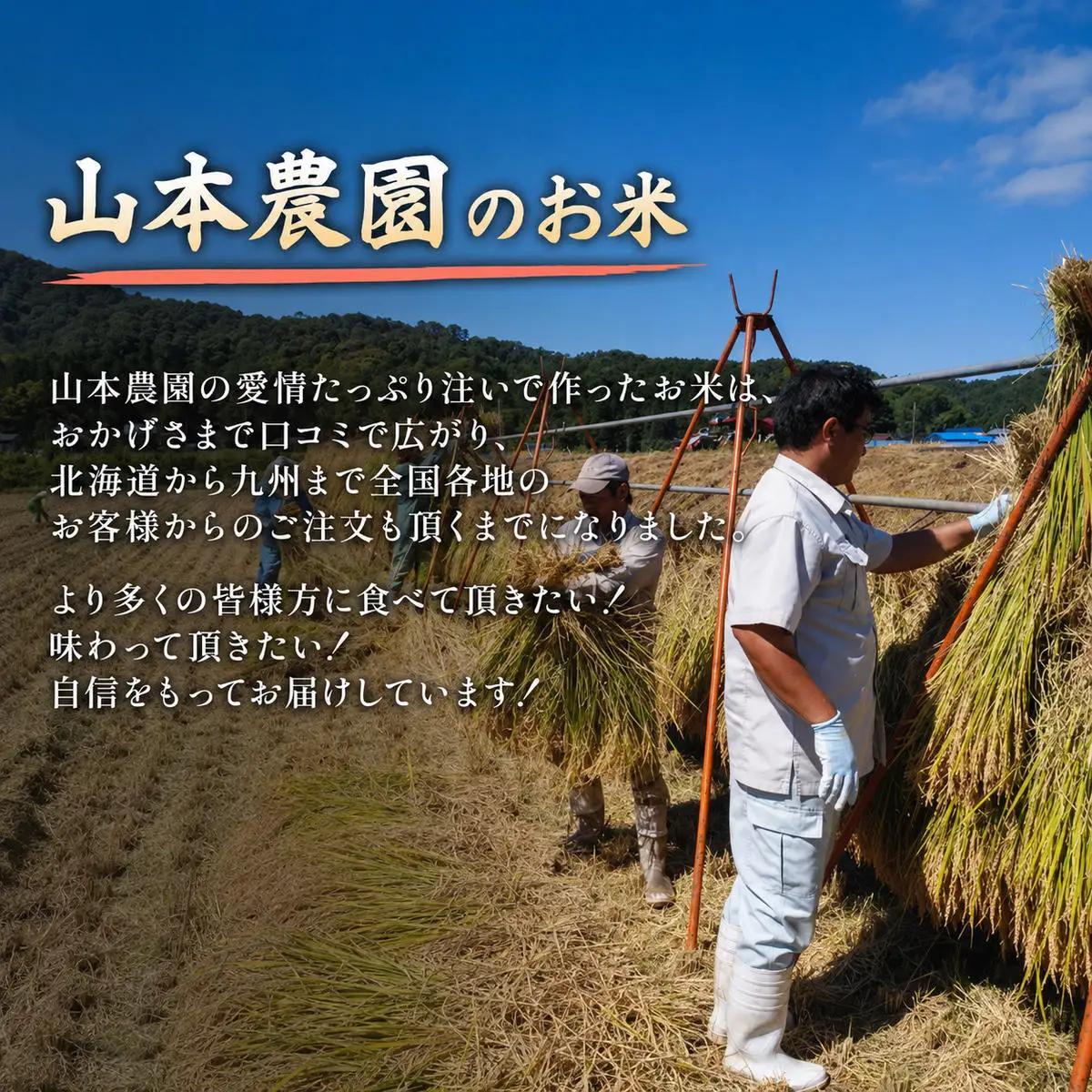 イセヒカリ 山本農園 コシヒカリ 食べ比べ 2kg×2 米
